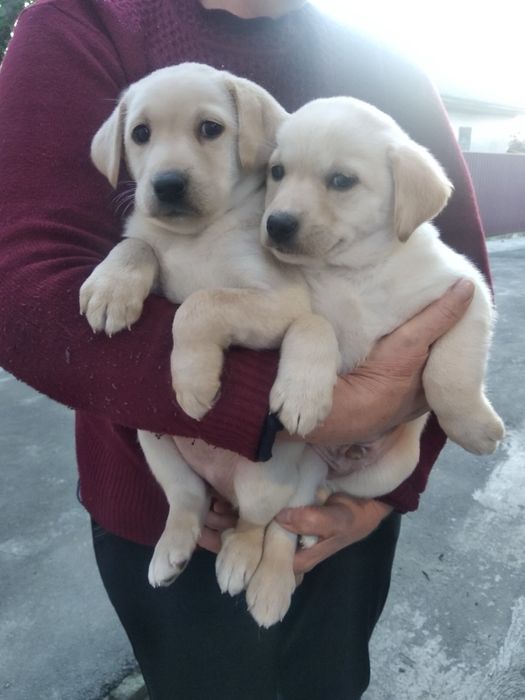 Продам цуценят Лабрадорів