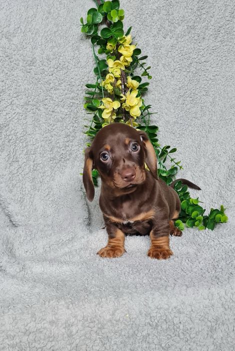 Teckel menina chocolate tan de Qualidade