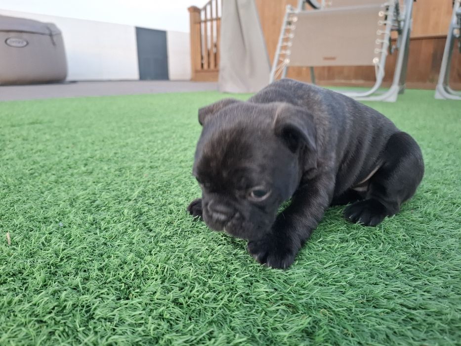 Bulldog francês macho