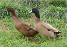 Patos Khaki Campbell