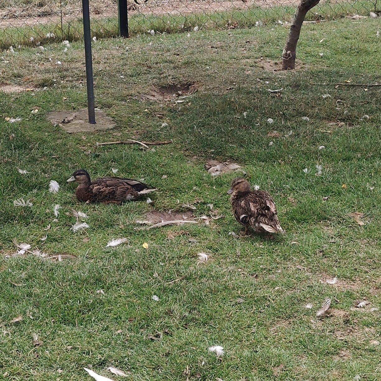 Parka kaczek call duck