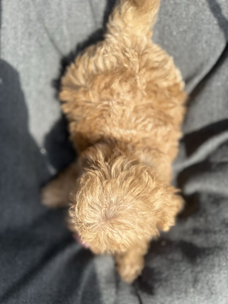 Maltipoo chłopak, maltańczyk, pudel toy