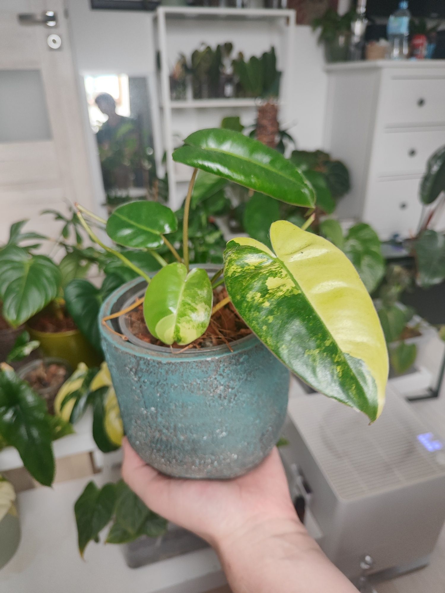 Philodendron Burle marx variegata