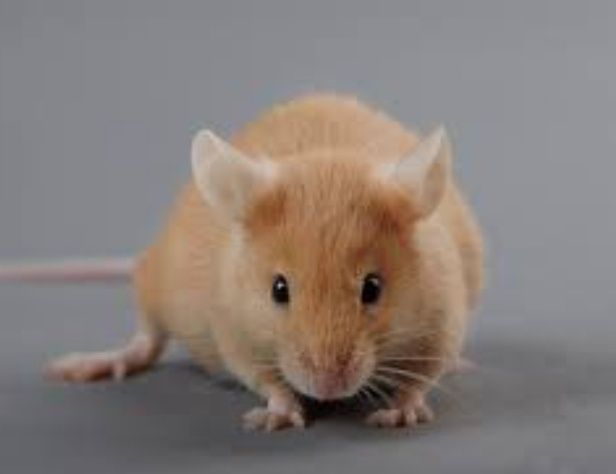 Декоративные мыши заморозка