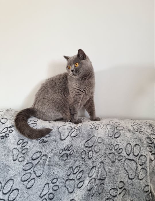 Gatinha British Shorthair