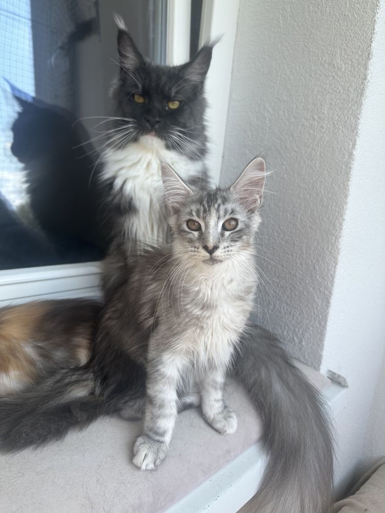 Kotka Maine Coon Dianka Serce Taranisa*PL