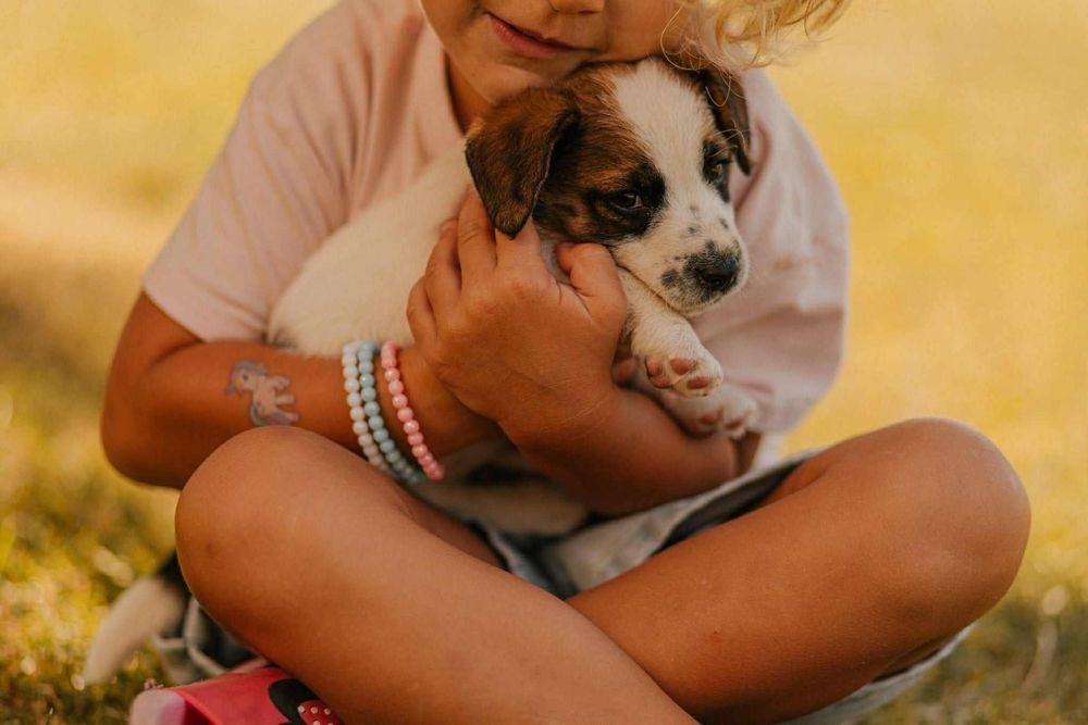 Jack Russell Terrier