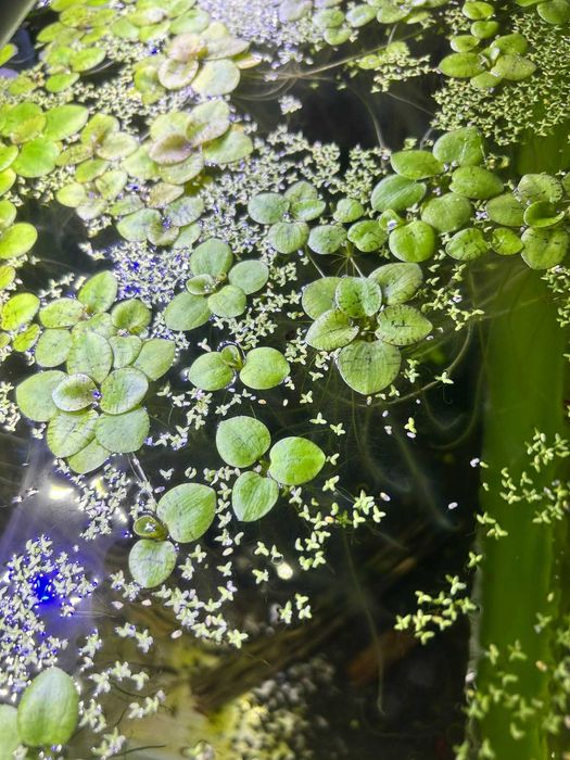 Planta Flutuante Aquática - Limnobium Laevigatum
