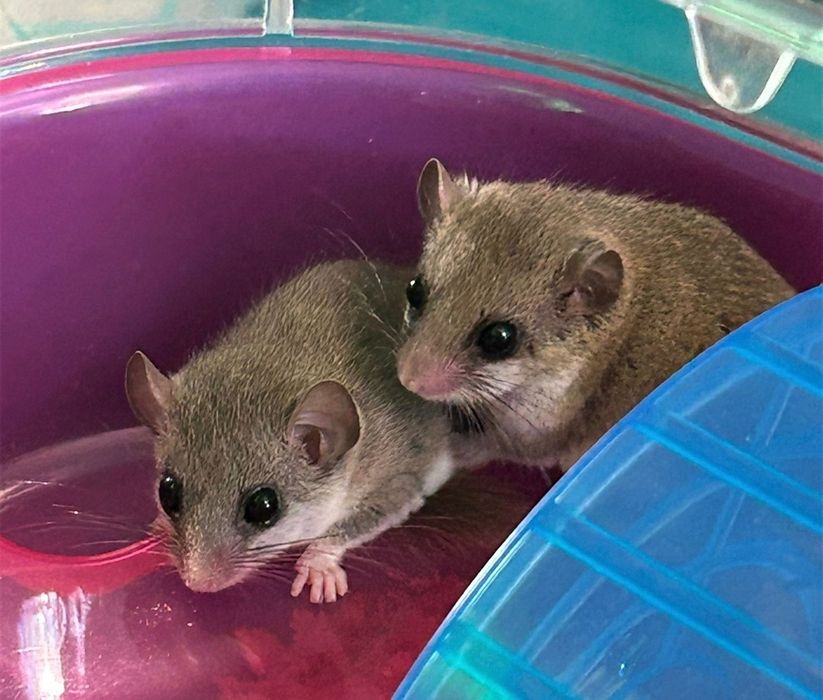 Popielice afrykańskie młode