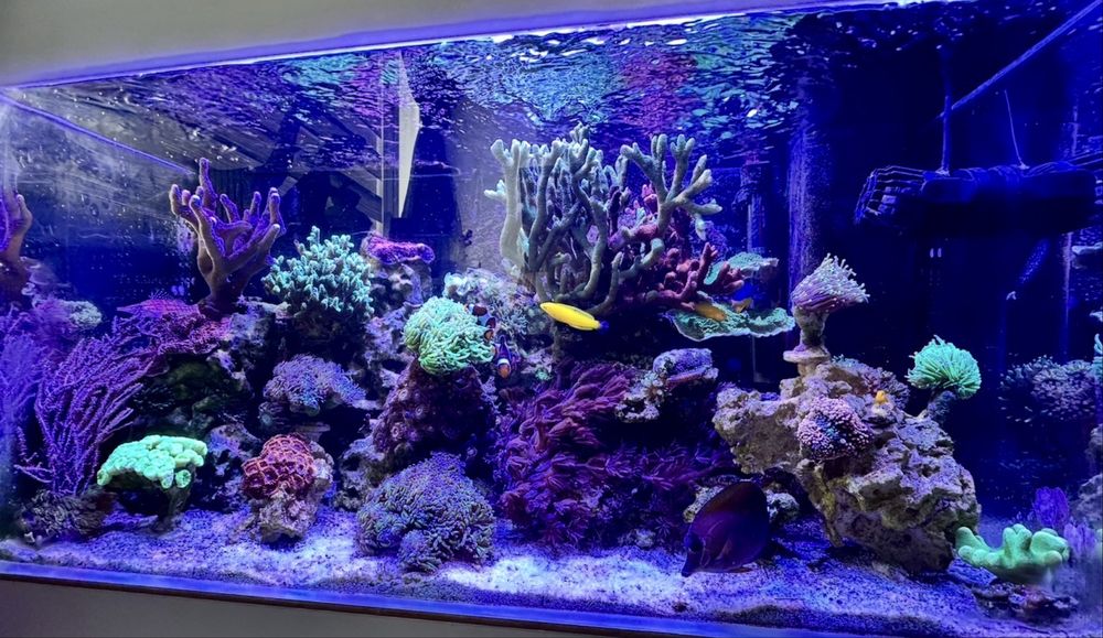 Akwarium morskie 105 l