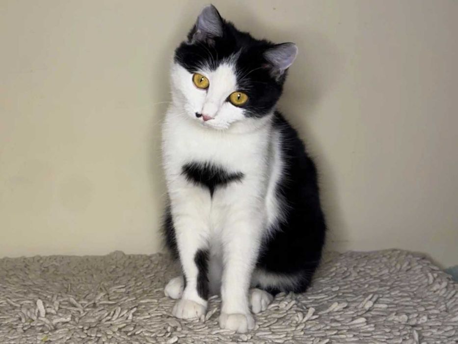 Красуня кішечка Брошка (4,5 місяці) дуже чекає на люблчу родину!