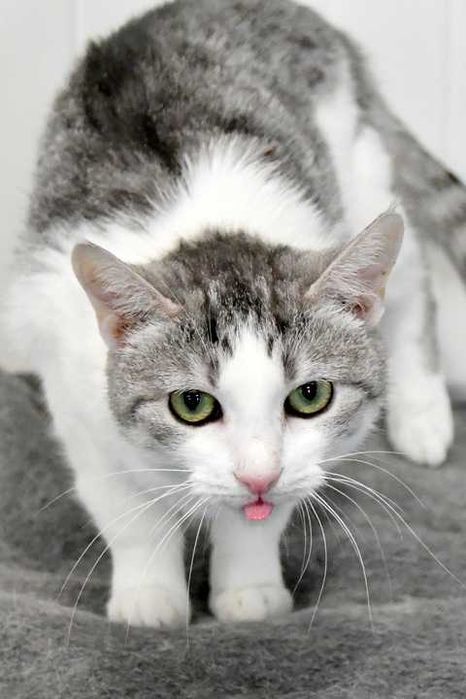 Kotka Nr 73777 SAWANA Schronisko Chorzów PsiKot