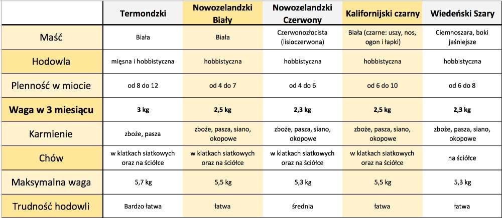 Wiedeński szary królik wystawa maj