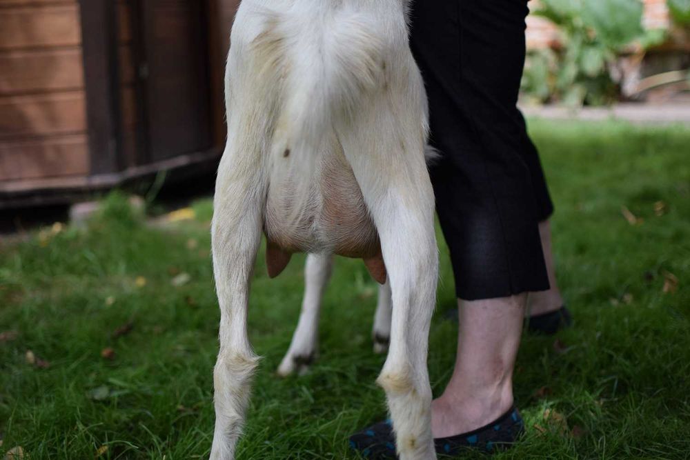 Продається молоденька кізочка (котна на другий окот)