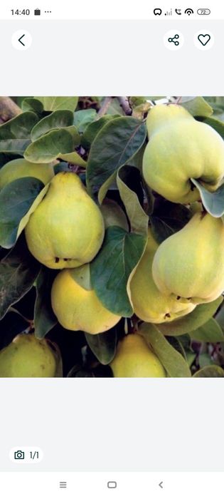 Pigwa  ekologiczne 5kg