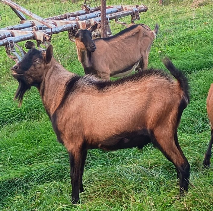 Kozioł Alpejski, Cap Alpejski, Koza Alpejska