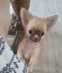 Chihuahua długowłosa suczka płowa piękna laleczka