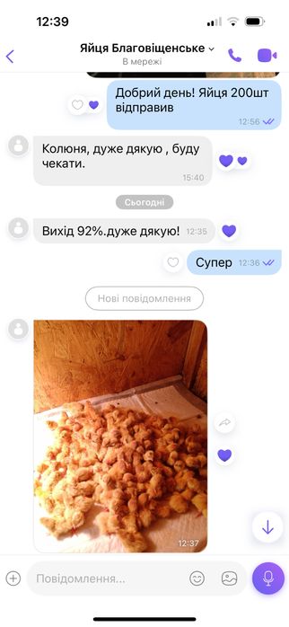 Інкубаційні яйця перепілок. Яйця на інкубацію. перепела техас