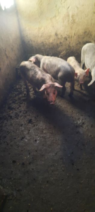 3 leitoes das ninhadas