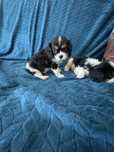 Cavalier samiec do rezerwacji
