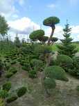 Bonsai od 1-3 metrów