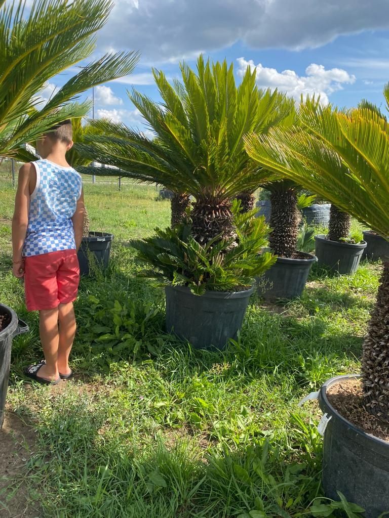 Cycas revoluta , palma , sagowiec, roślina ozdobna