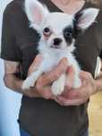 Chihuahua długowłosa Józek