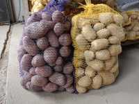 Ziemniaki jadalne soraya lawenda,denar,bellarosa,