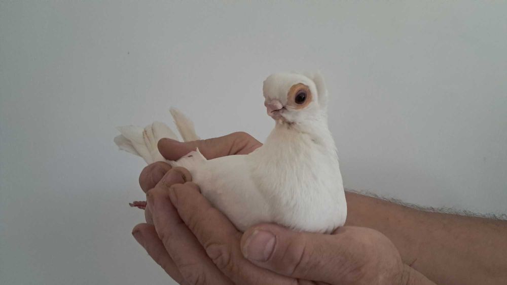 Mewka Mewki białe Gołębie ozdobne