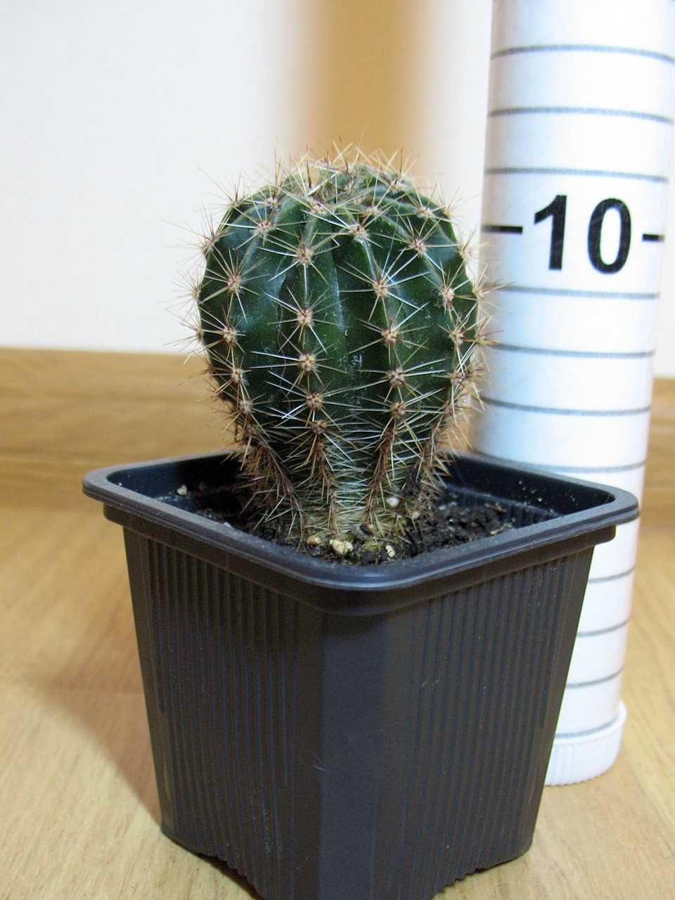 Кактус Echinopsis (дітки)