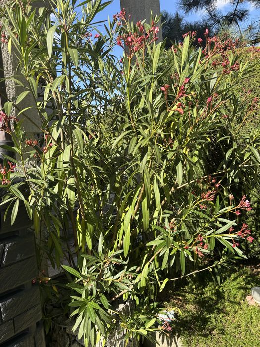 Oleander, pełne kwiaty, różowy, duzy