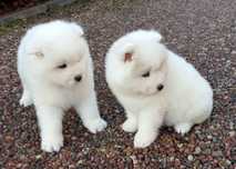 Samoyed FCI - piękna suczka