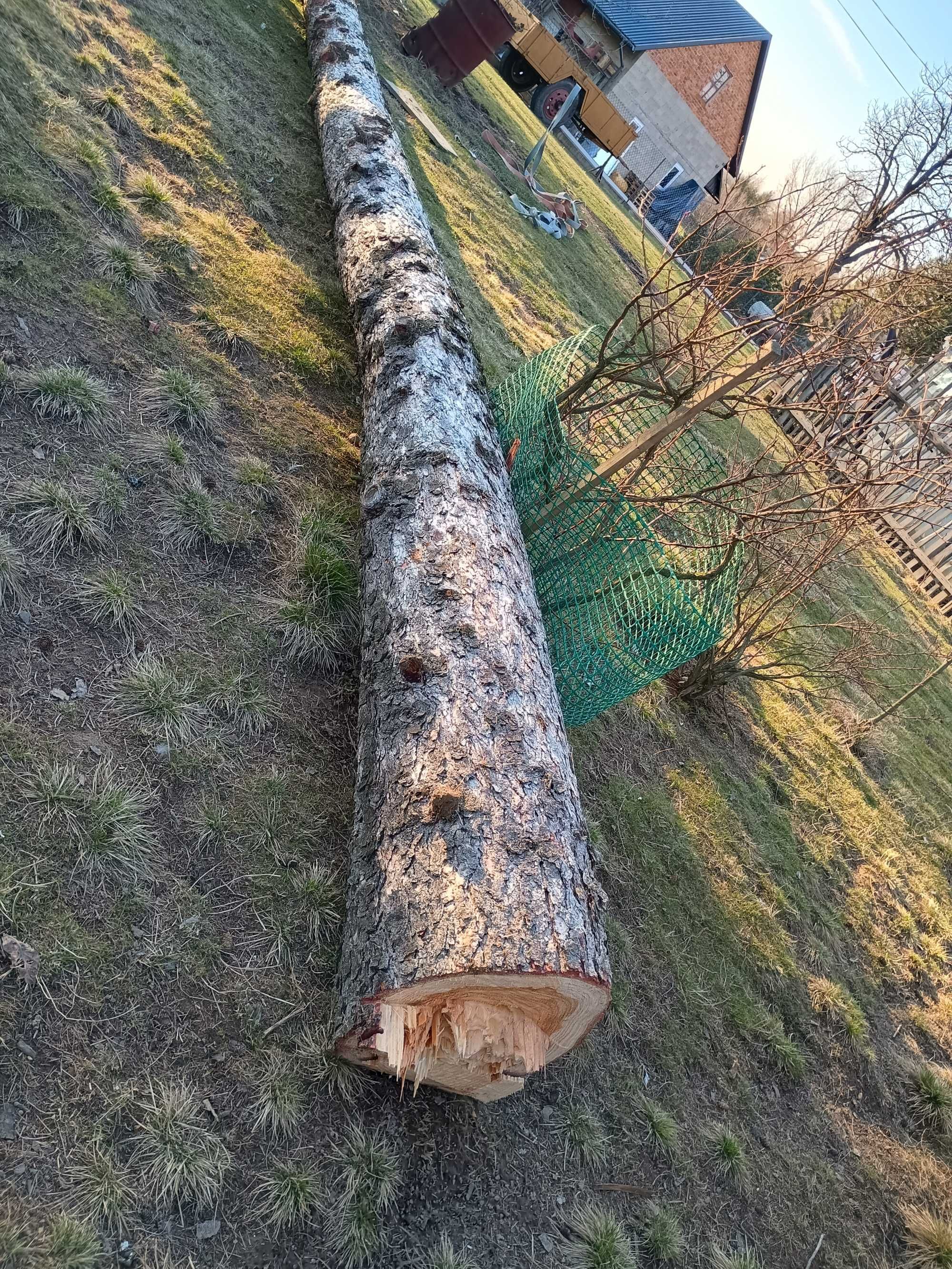Sprzedam drzewo modrzew