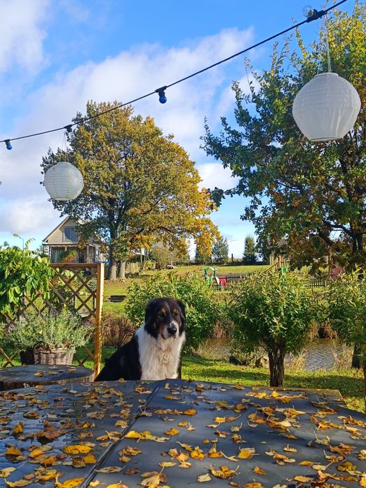 Domek nad jeziorem, SPA na wyłączność, konie, Kaszuby