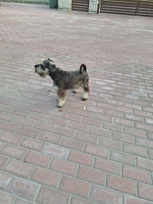 Sznaucer miniaturowy pieprz i sól z rodowodem ZHPR