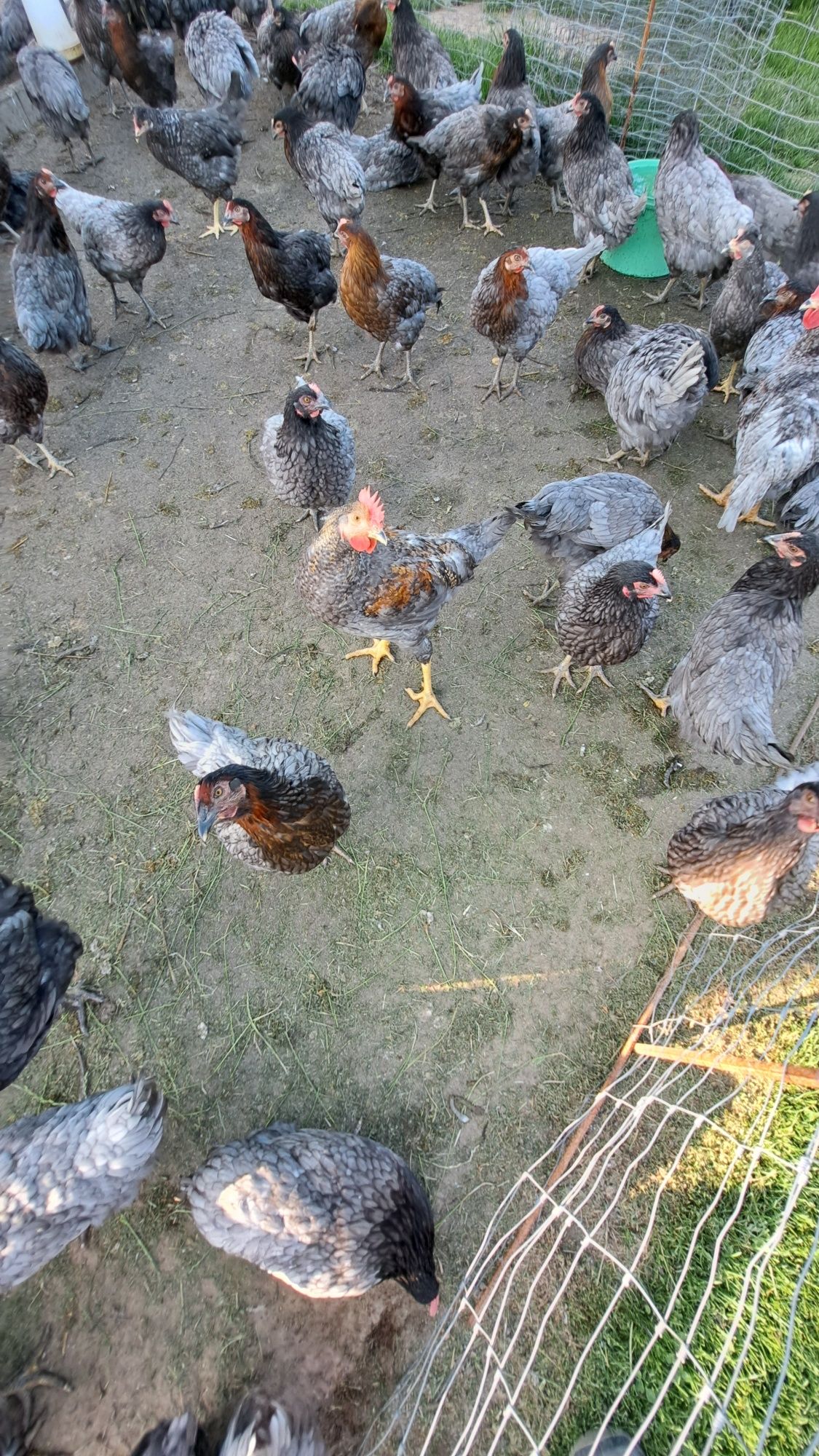 Kogut Dominant Blue
