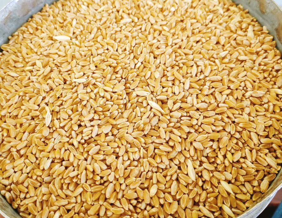 Пшениця прдаж одна тона