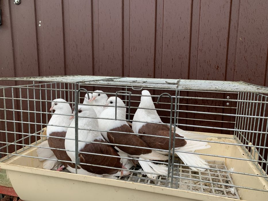 Orlik,orliki lubelskie czerwone boki -samice