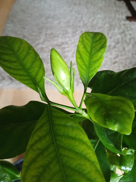 Продам гарденію жасминовидну