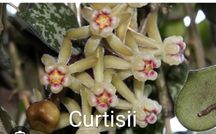 Hoya Curtisii - flor de Cera