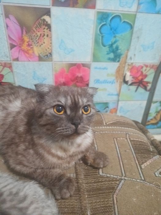 Шотландські чистопородні кошенятка