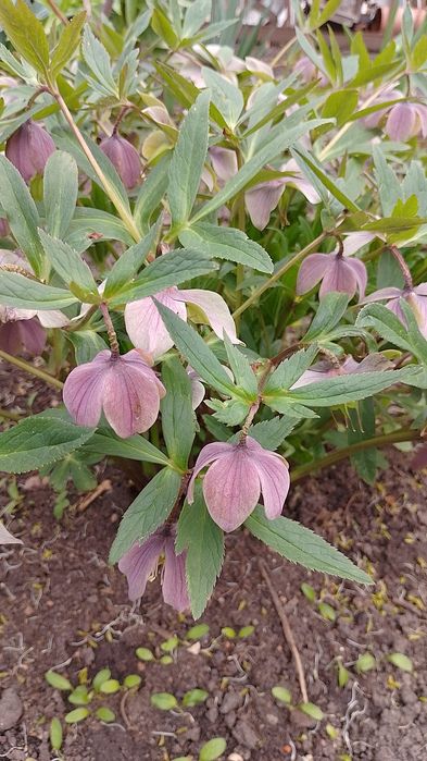 Морозник багаторічник