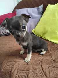 Menino Chihuahua Mini