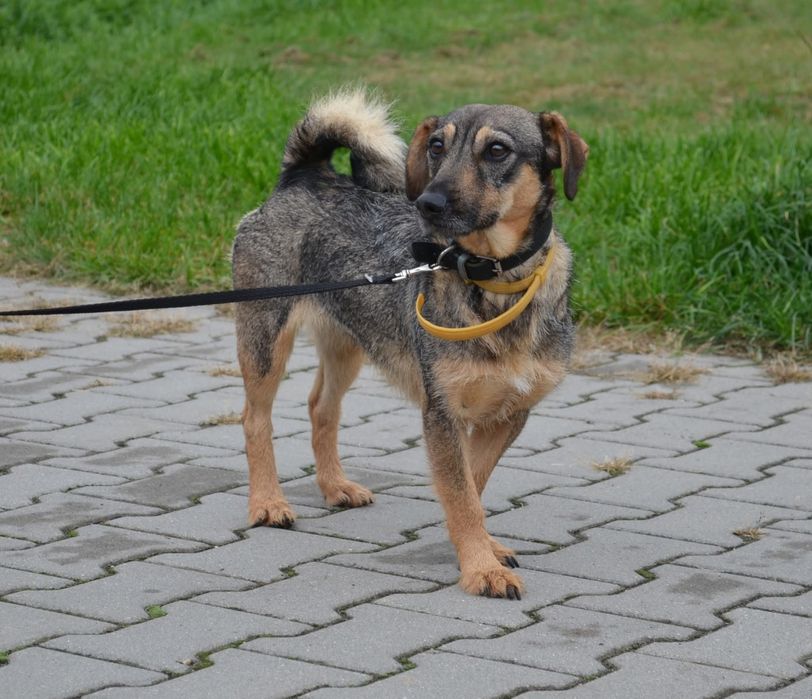 Młoda suczka do adopcji!