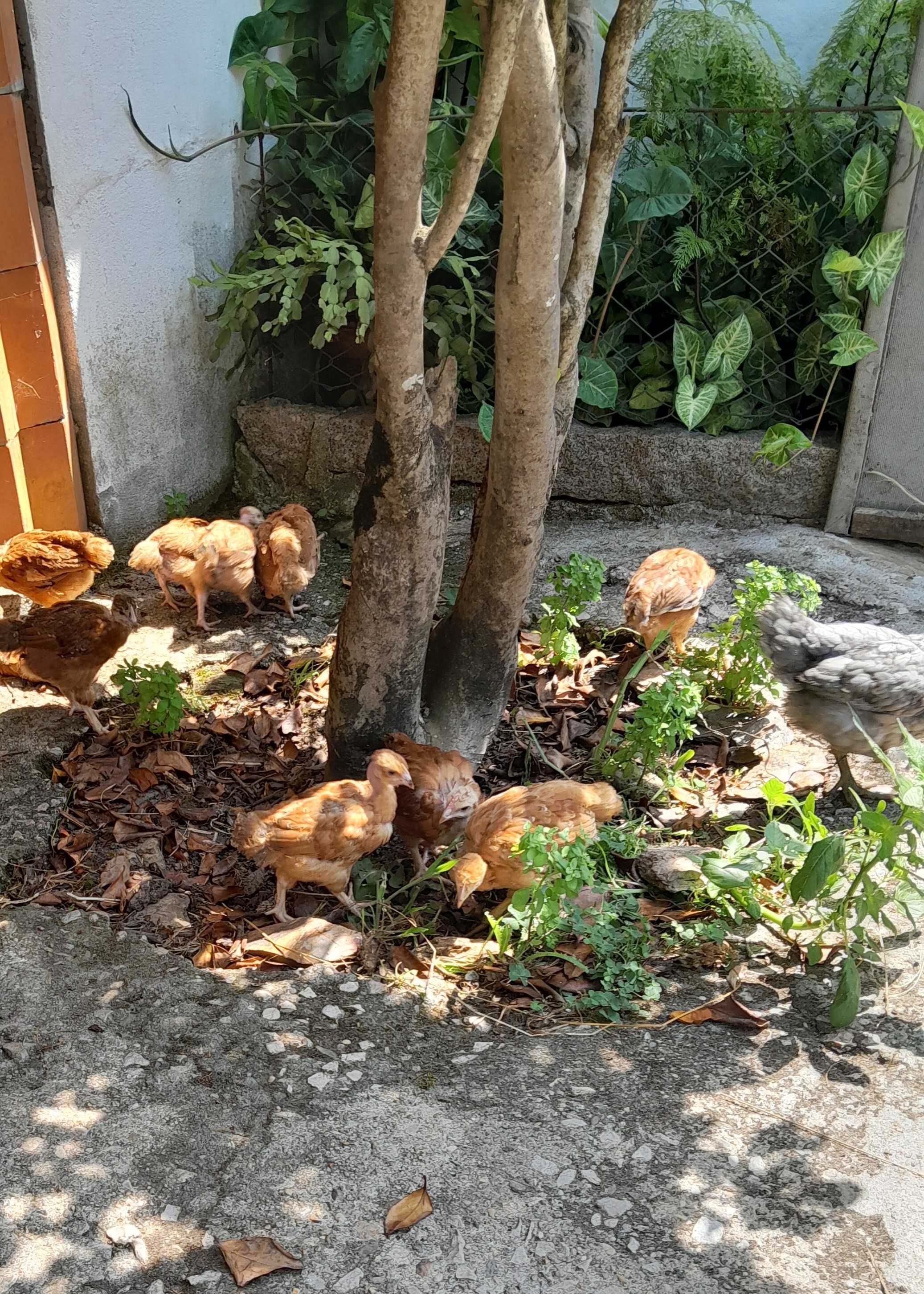 pintos e frangas poedeiras