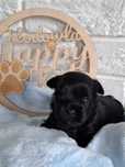 Piesek Black Yorkshire Terrier