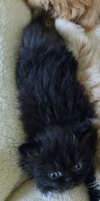 Kotka, kociczki perskie