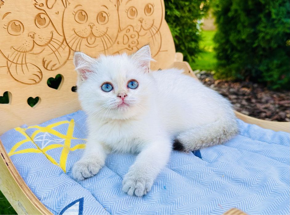 Милий хлопчик в окрасі золота шиншила поінт