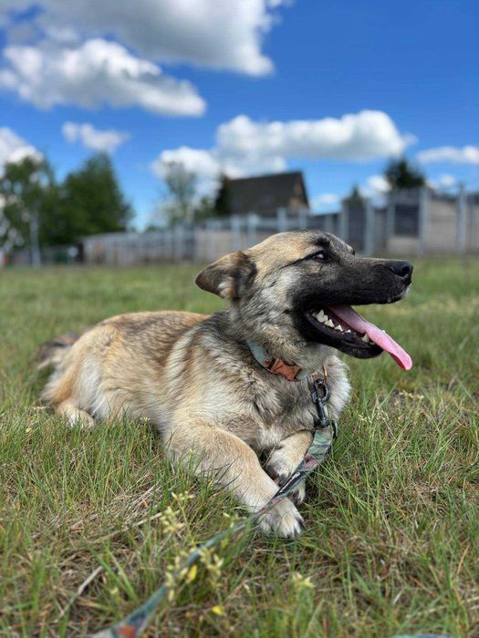 1,5 roczny psiak Corgi, nieśmiały, odnajduje się w towarzystwie psów