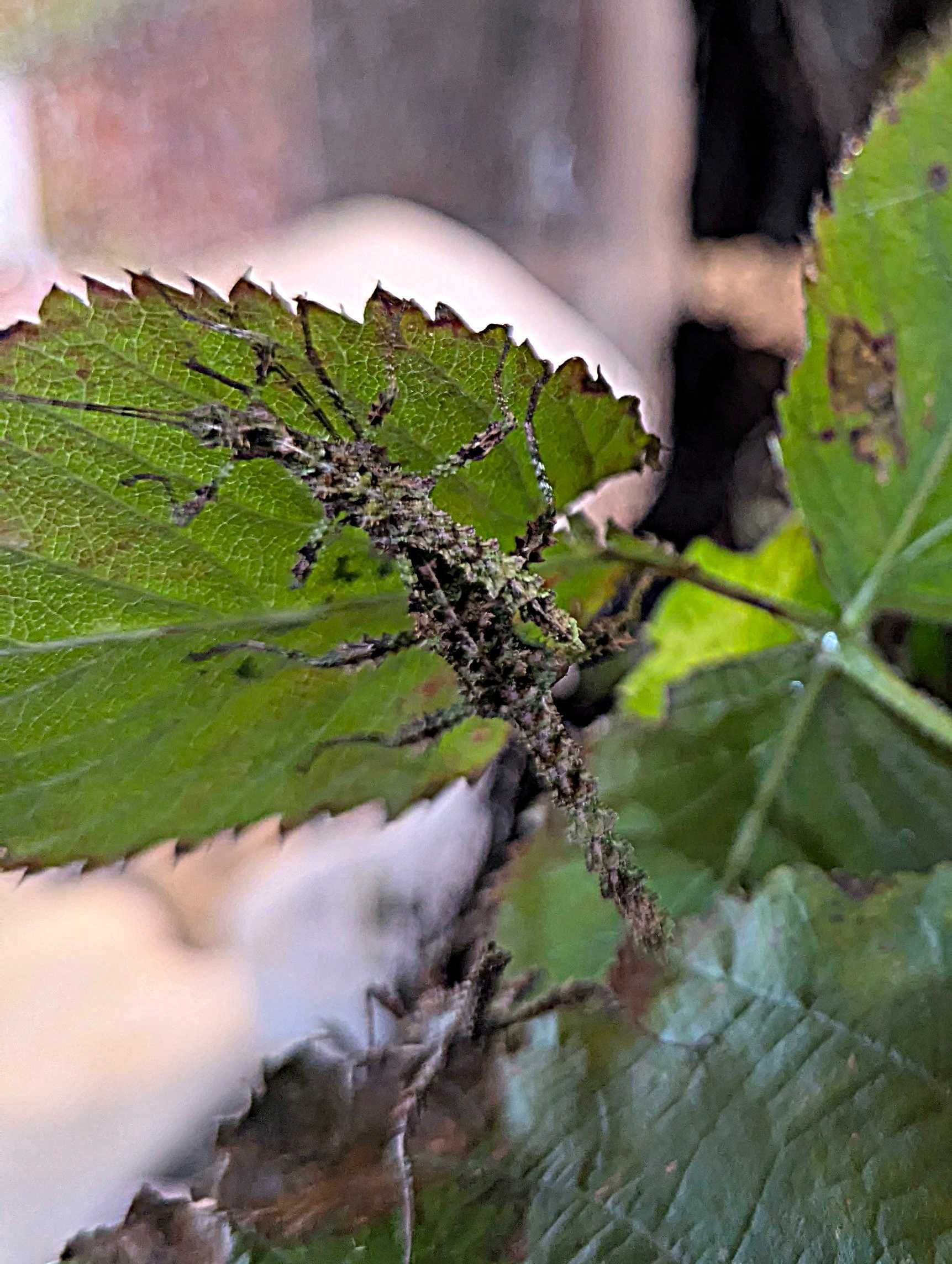 Straszyk Trachyaretaon sp. North Luzon